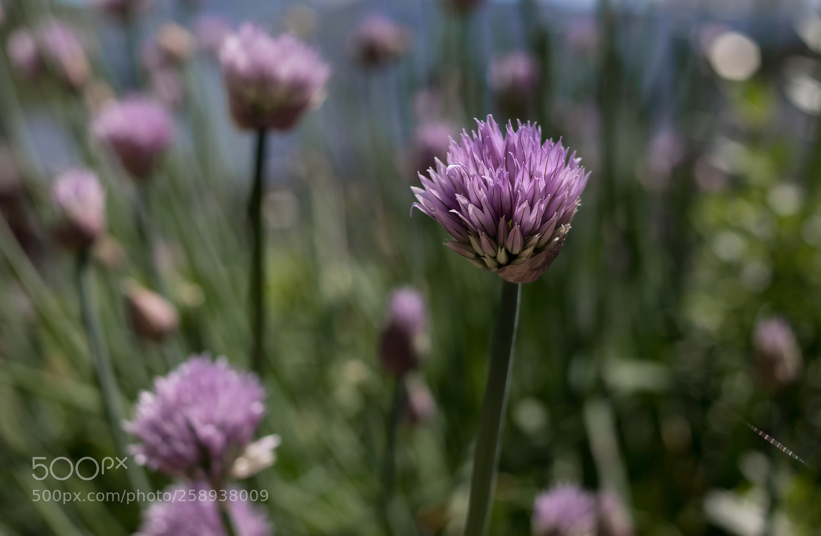 Canon EOS 800D (EOS Rebel T7i / EOS Kiss X9i) sample photo. Chive flowers photography