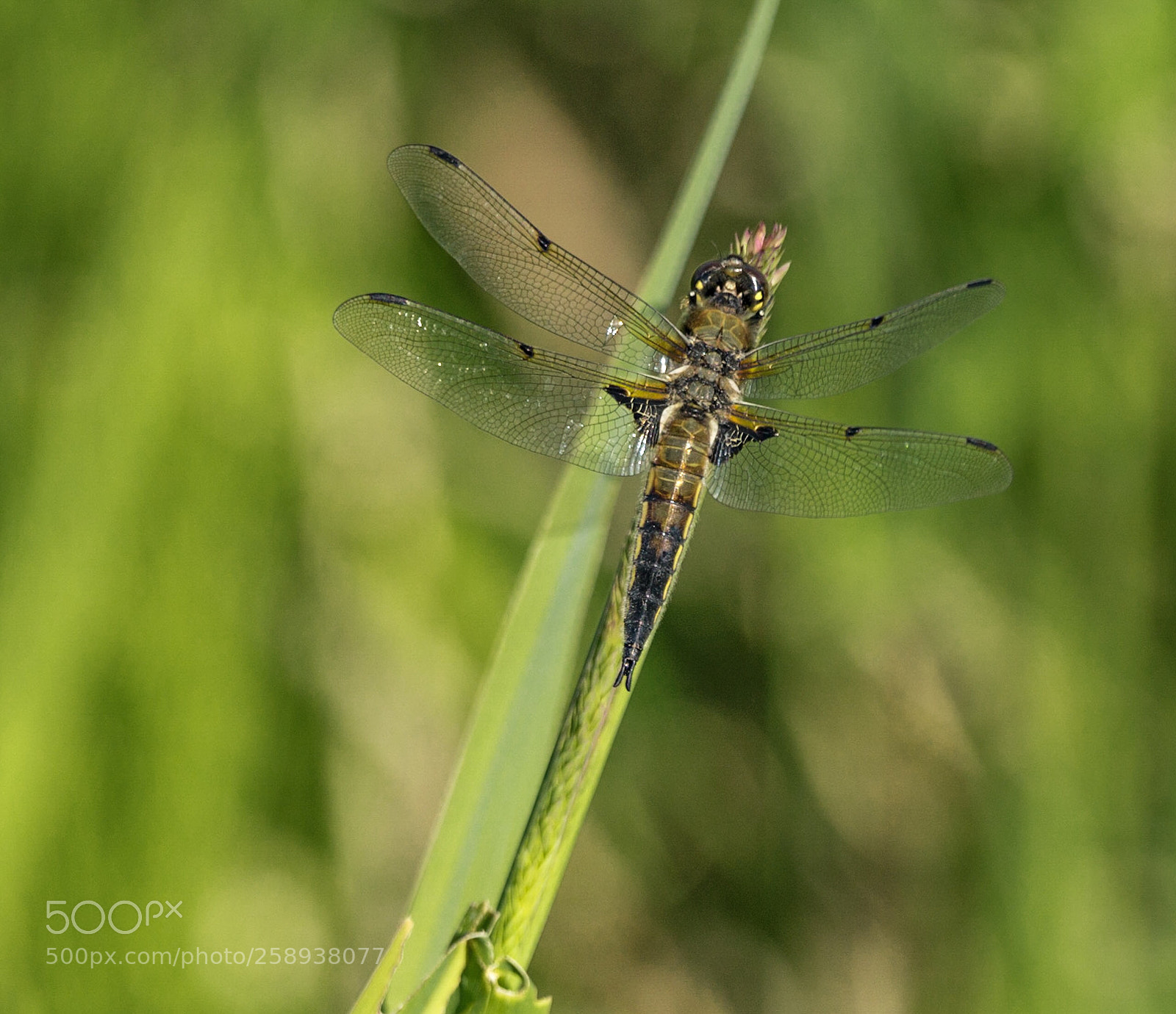 Sony SLT-A77 sample photo. Dragon fly photography