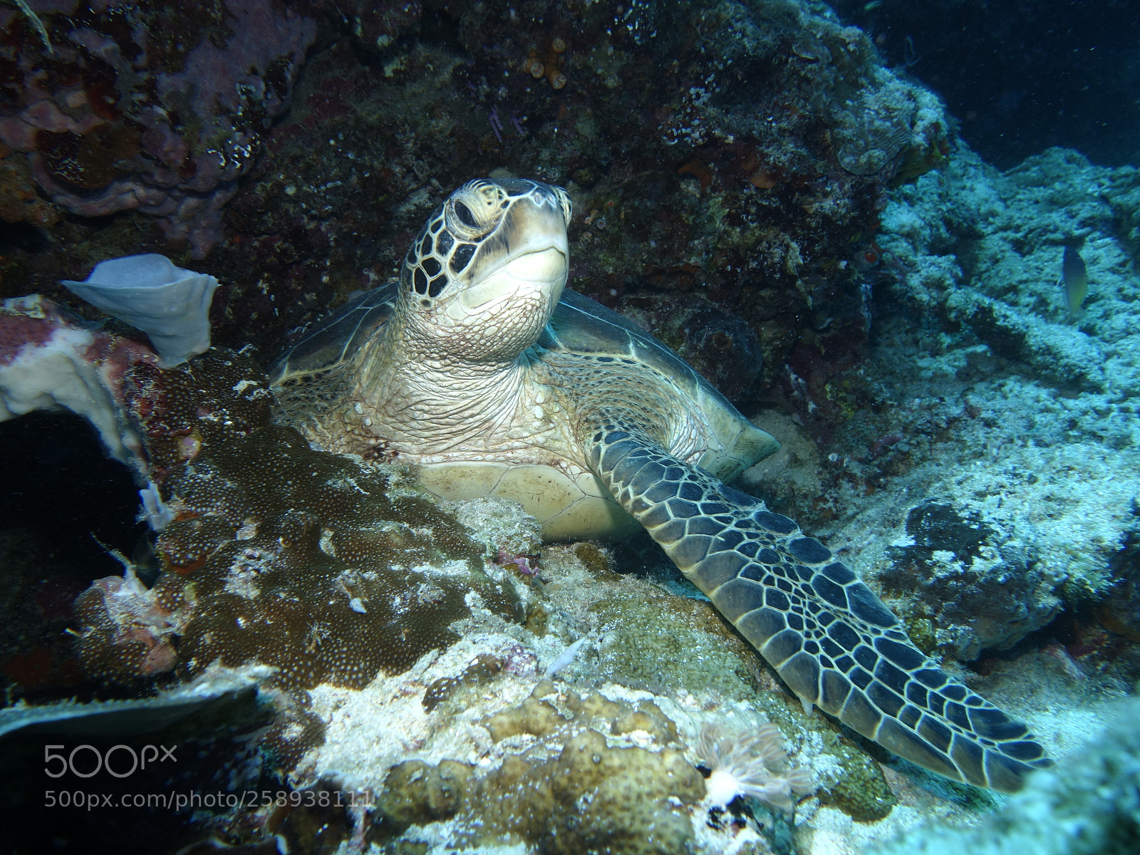 Sony Cyber-shot DSC-RX100 II sample photo. Wonders of the sea photography