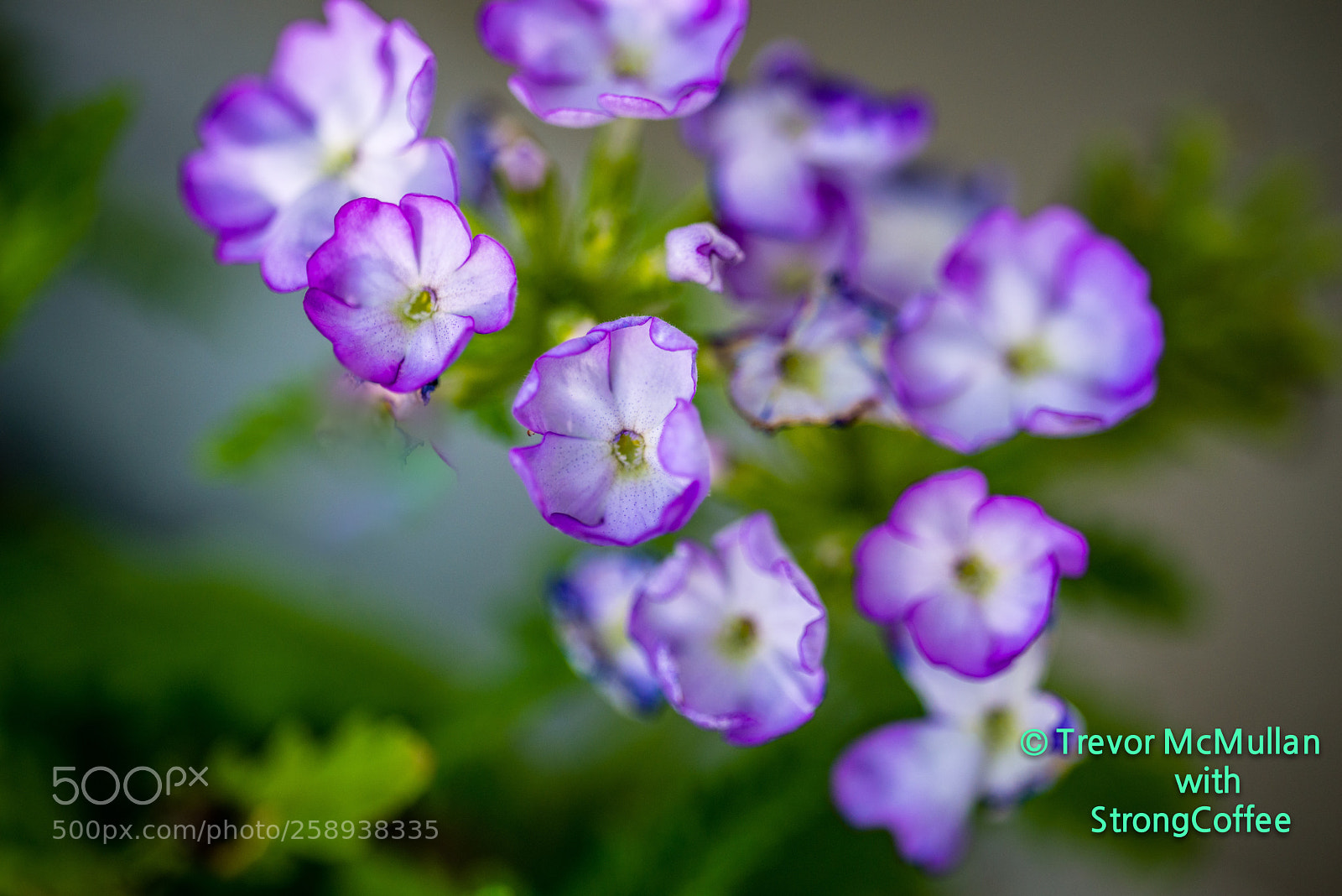 Nikon D800 sample photo. Bunch of small perennial photography