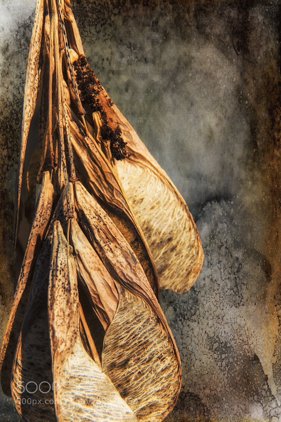 Canon EOS 80D sample photo. Winged seeds photography