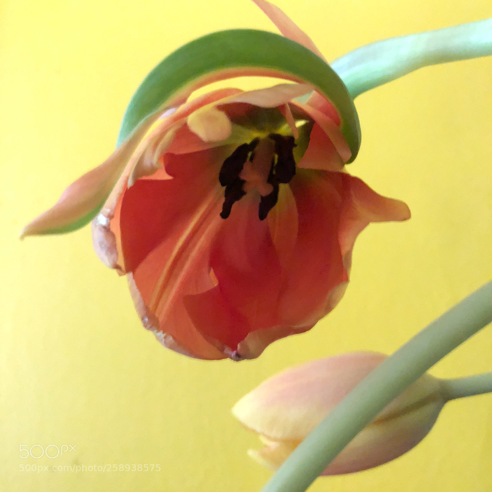 Apple iPhone 8 Plus sample photo. Nature’s watercolors photography