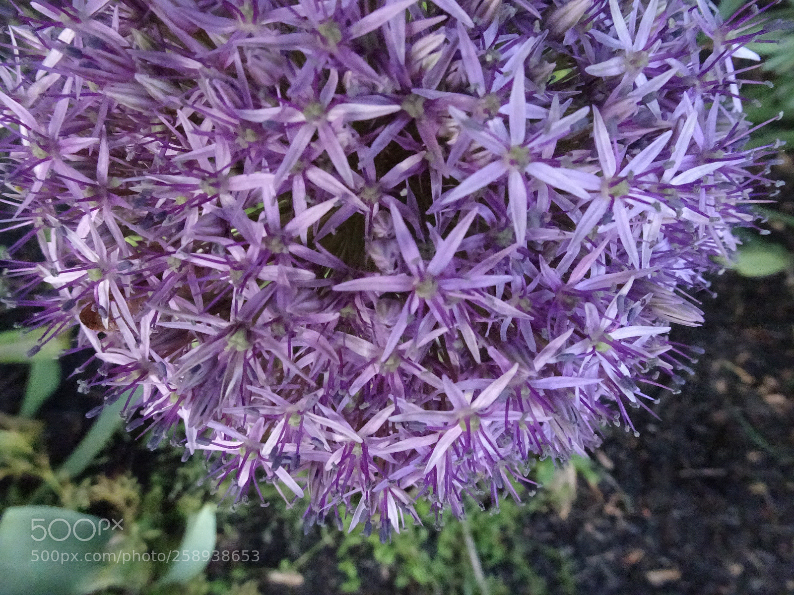 Sony Cyber-shot DSC-HX90V sample photo. Lower hemisphere  photography