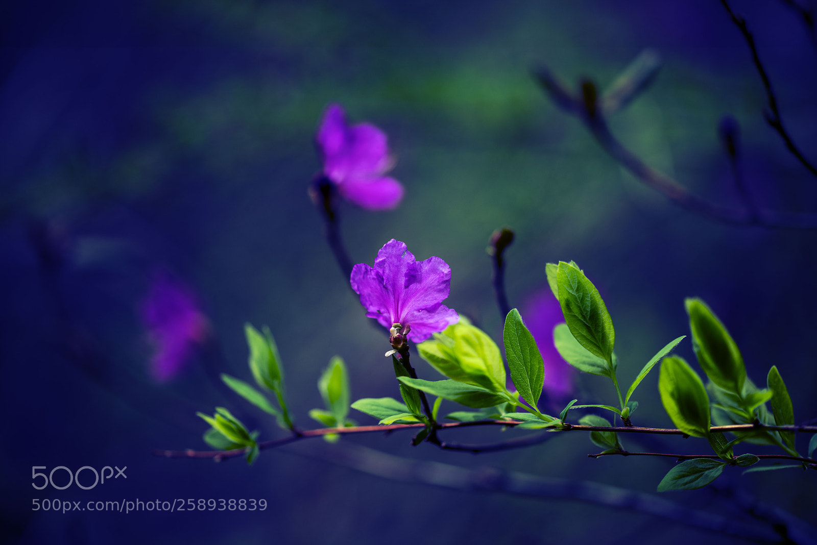 Nikon D800 sample photo. Untitled photography