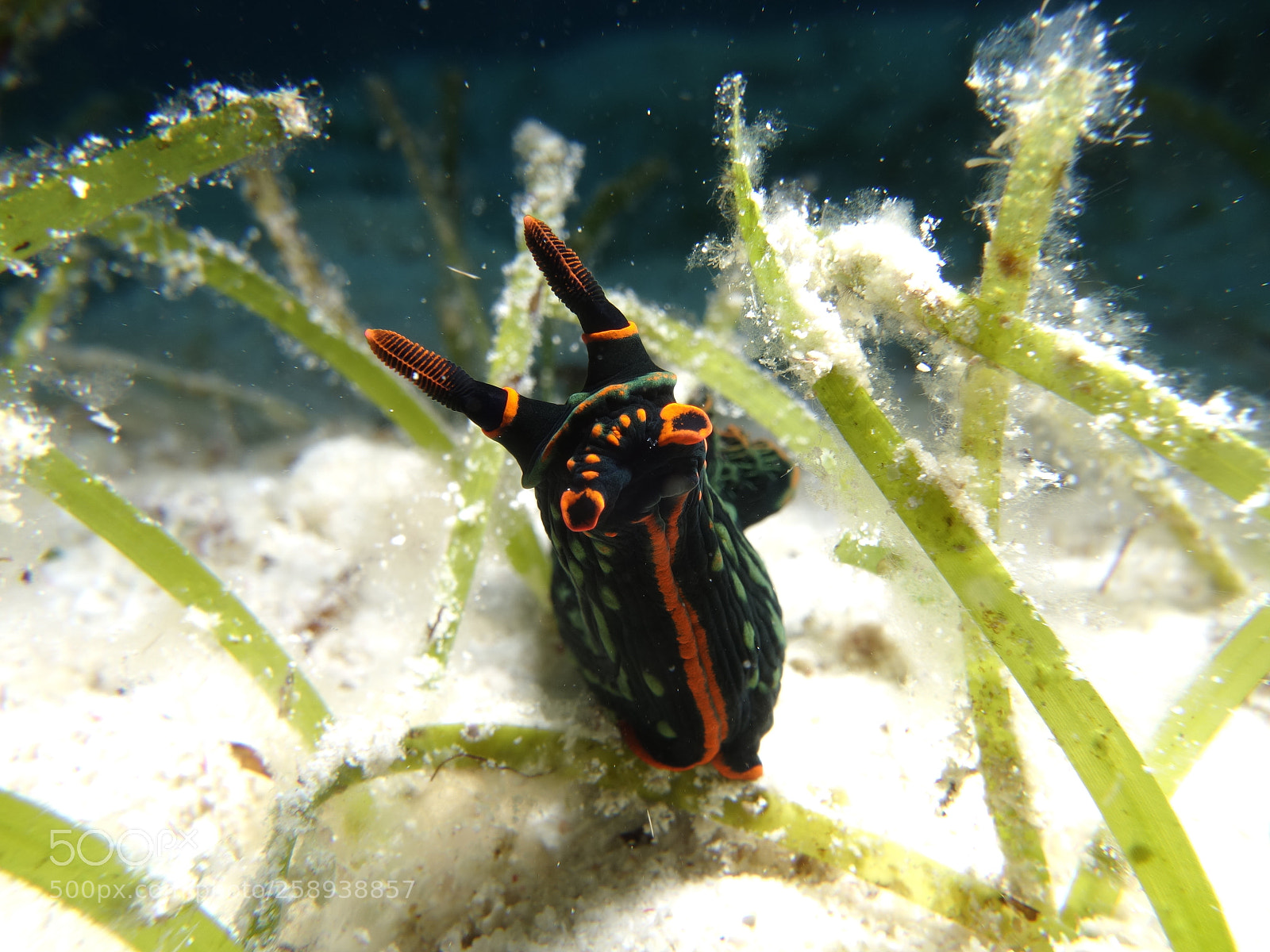 Sony Cyber-shot DSC-RX100 II sample photo. Wonders of the sea photography