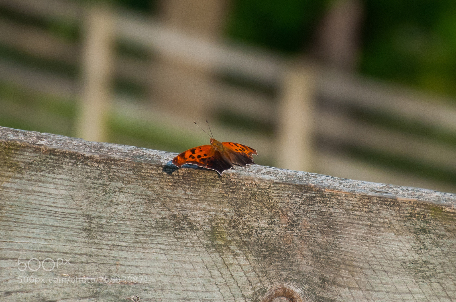 Nikon D300 sample photo. Question mark butterfly photography