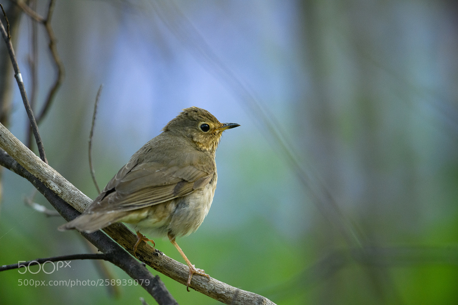 Nikon D850 sample photo. Thrush against phlox flowers photography