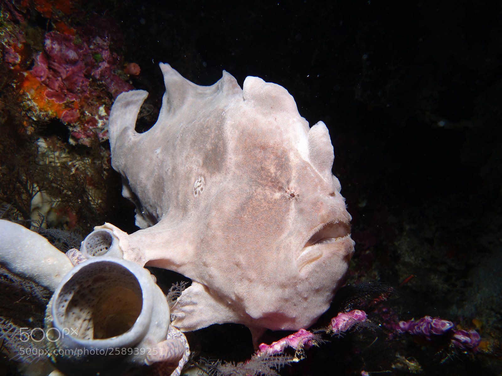Sony Cyber-shot DSC-RX100 II sample photo. Frog fish photography