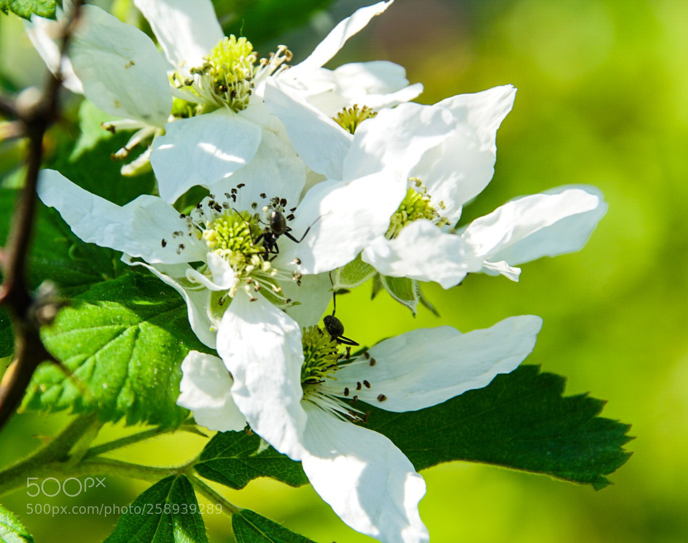Sony a6000 sample photo. Ants on the wildflower photography