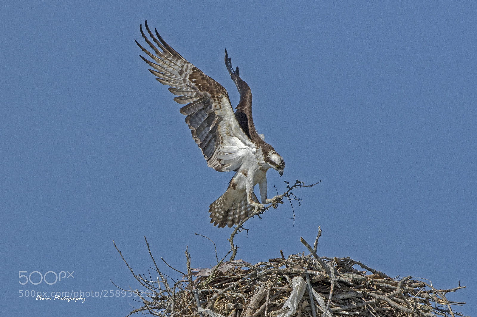 Canon EOS 7D Mark II sample photo. Osprey making  a nest photography