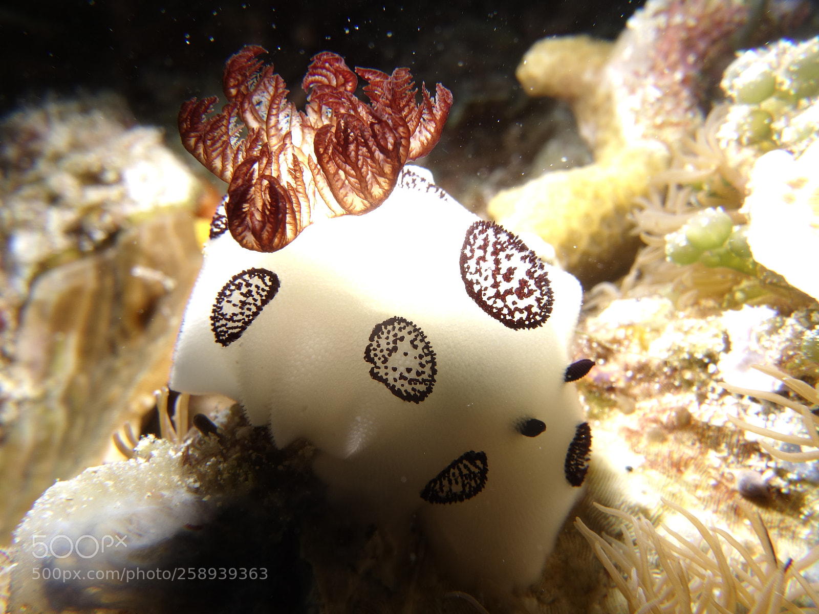 Sony Cyber-shot DSC-RX100 II sample photo. Nudi photography