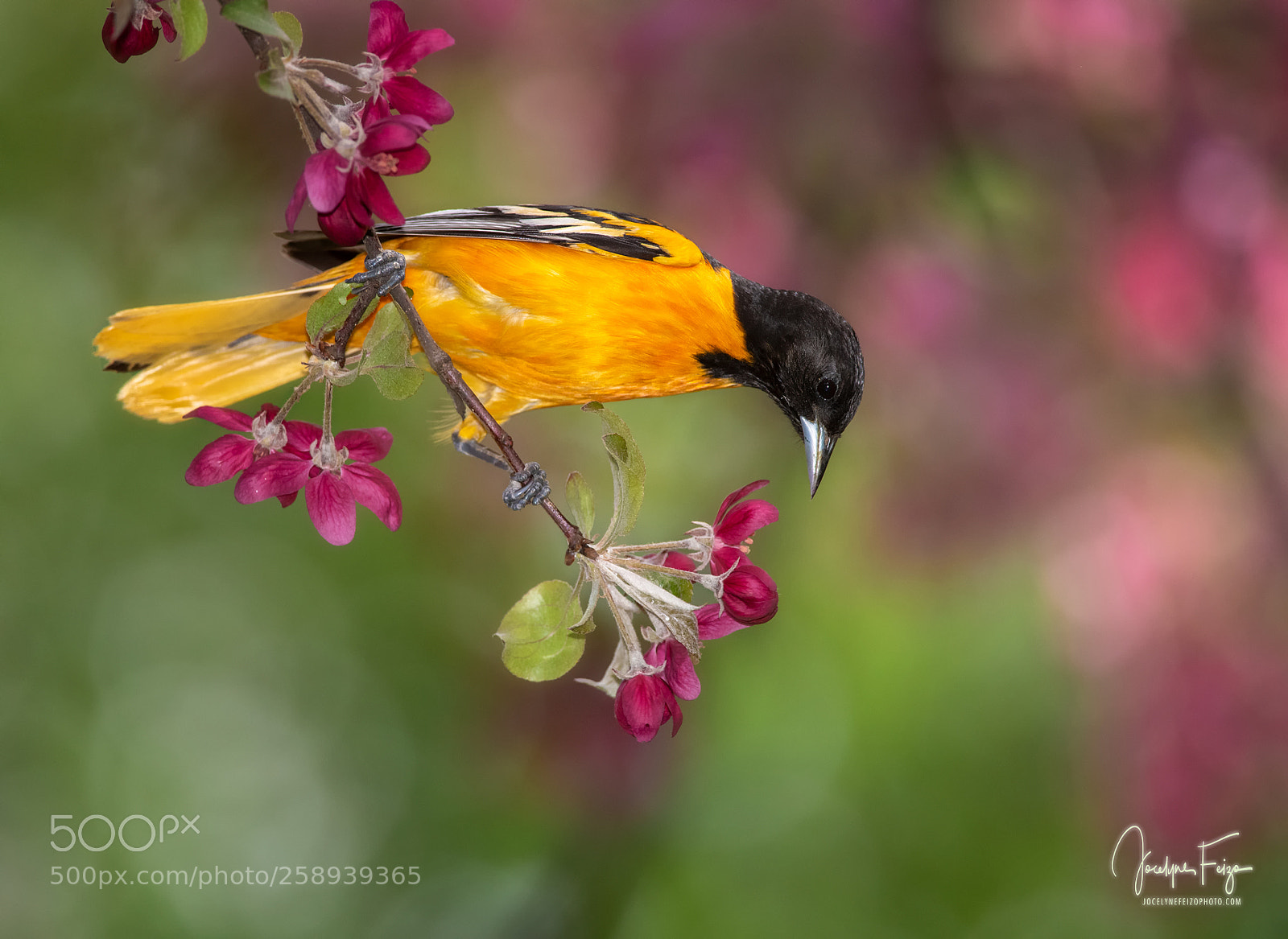 Nikon D750 sample photo. Baltimore's oriole photography