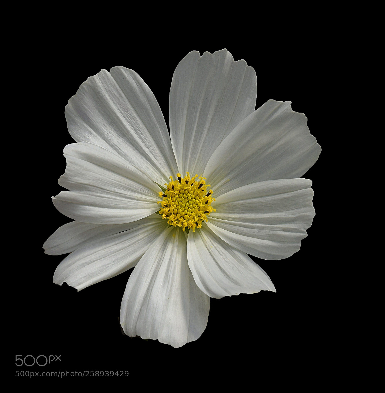 Nikon D810 sample photo. White cosmo flower photography