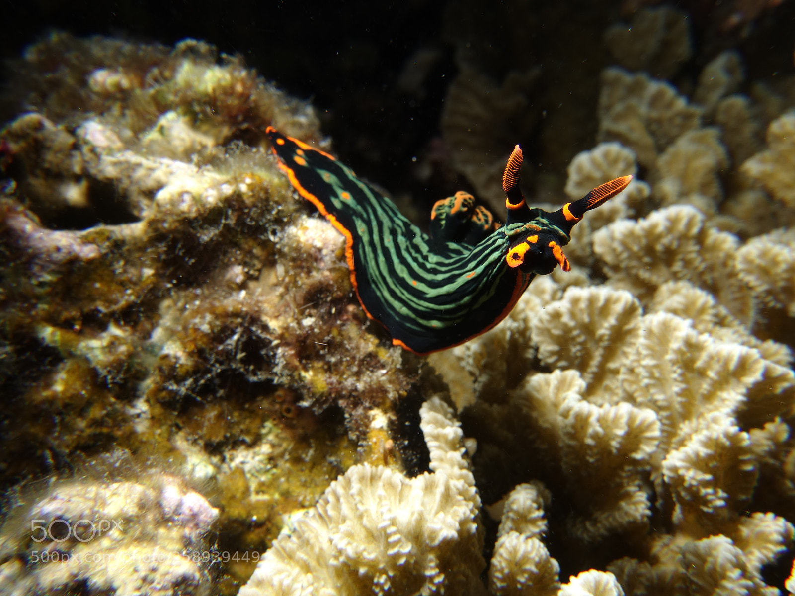 Sony Cyber-shot DSC-RX100 II sample photo. Hello there, nudi! photography