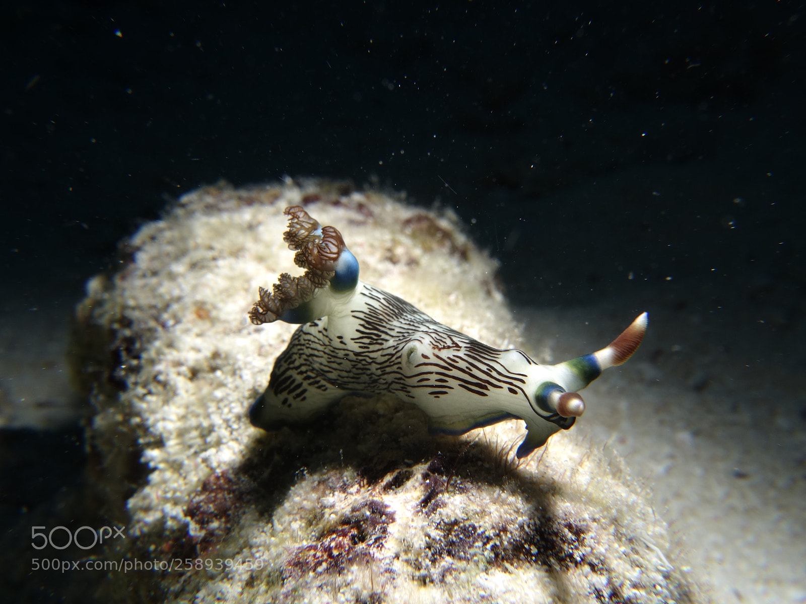 Sony Cyber-shot DSC-RX100 II sample photo. Bowing nudi photography
