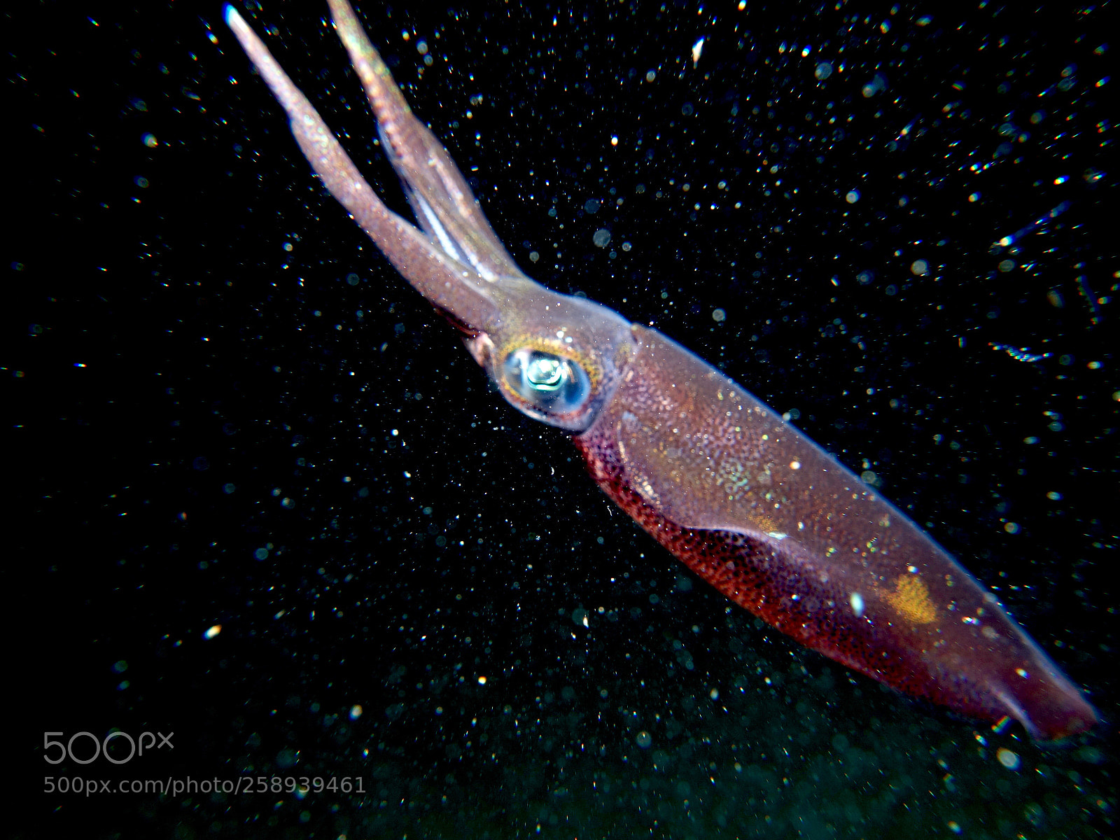 Sony Cyber-shot DSC-RX100 II sample photo. Squid in the dark photography