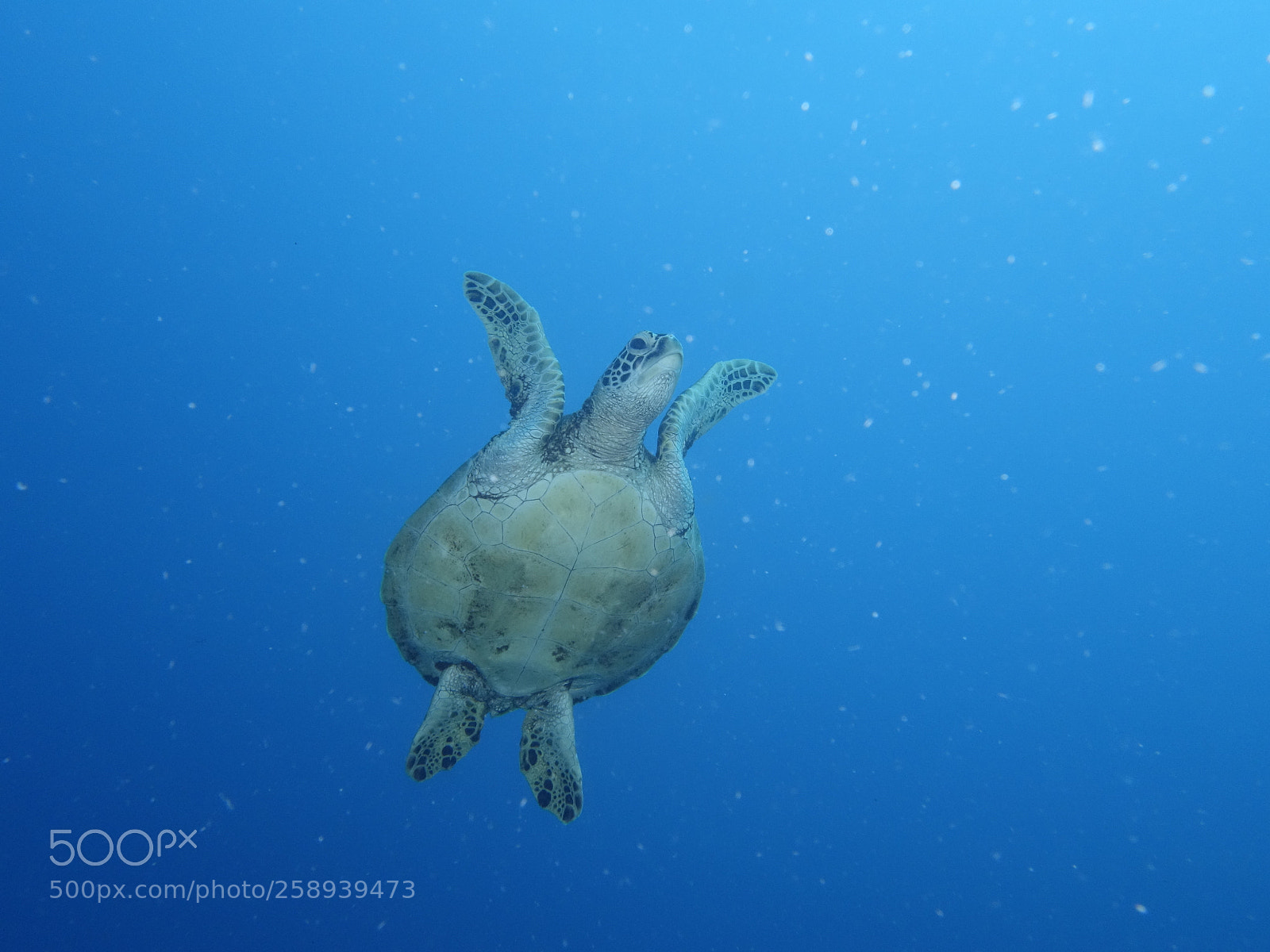 Sony Cyber-shot DSC-RX100 II sample photo. Turtle on the go photography