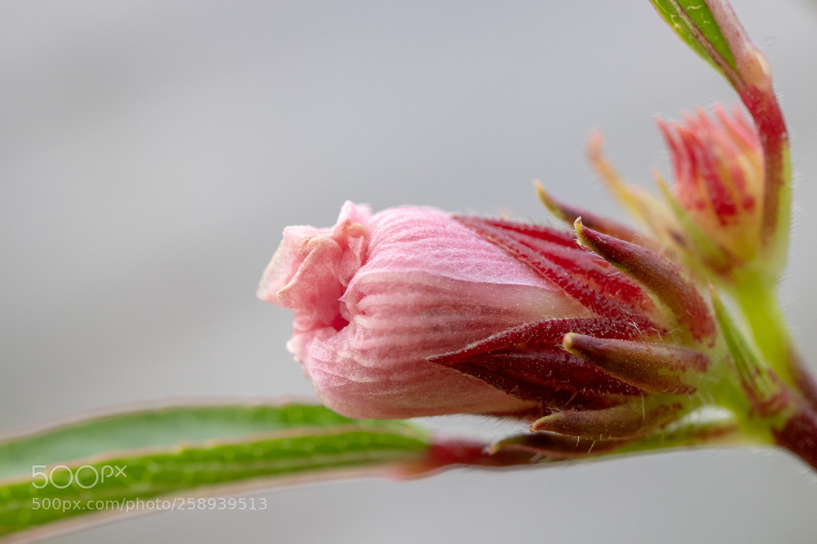 Canon EOS 80D sample photo. Flower photography