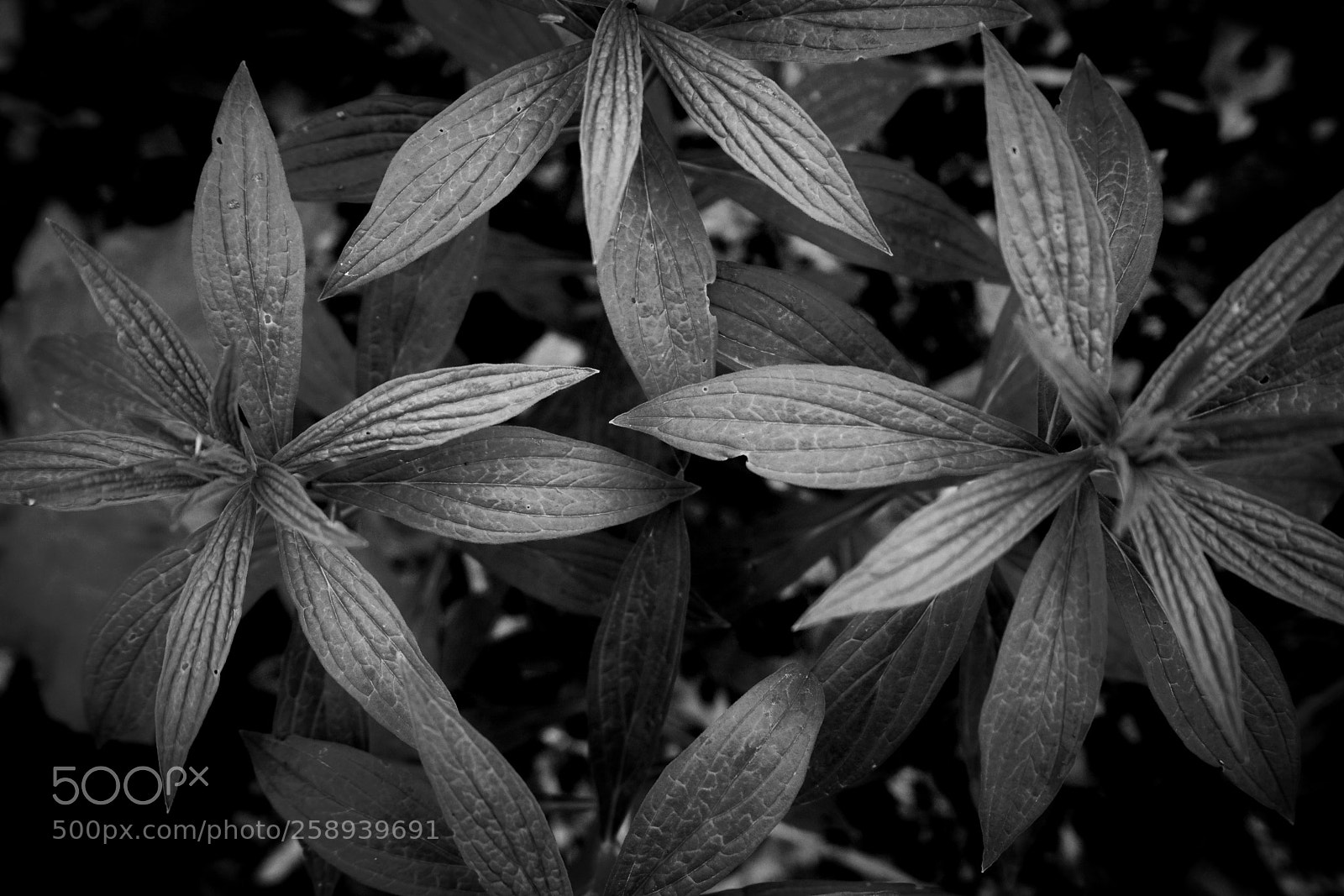 Sony a7R II sample photo. Mono undergrowth photography
