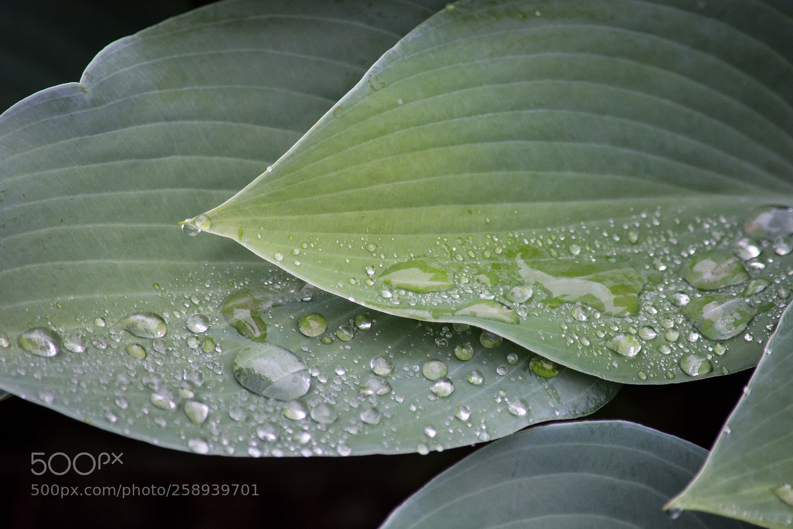 Nikon D7100 sample photo. Hostas after the rain photography