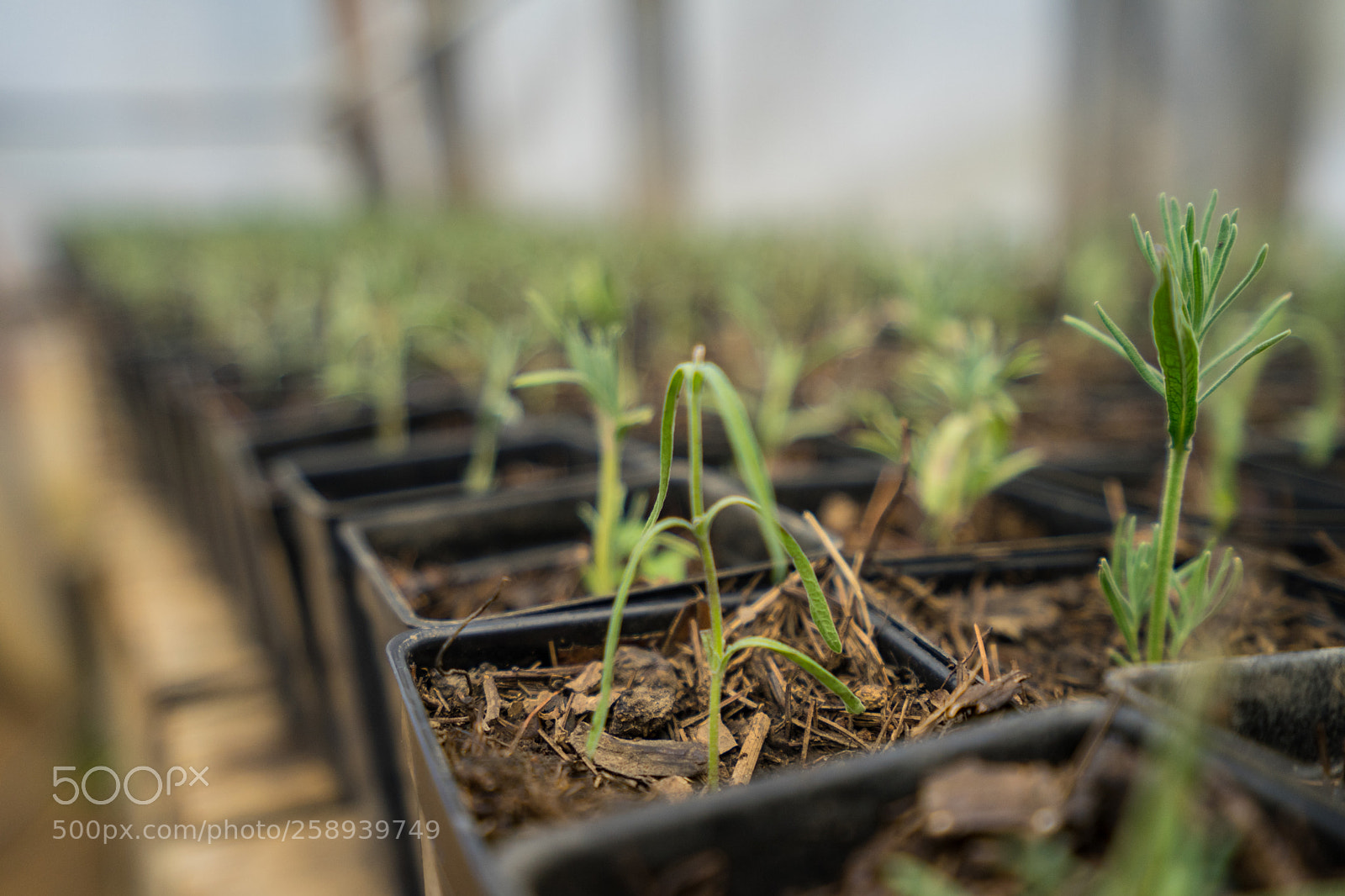 Sony a7 II sample photo. Lavender photography