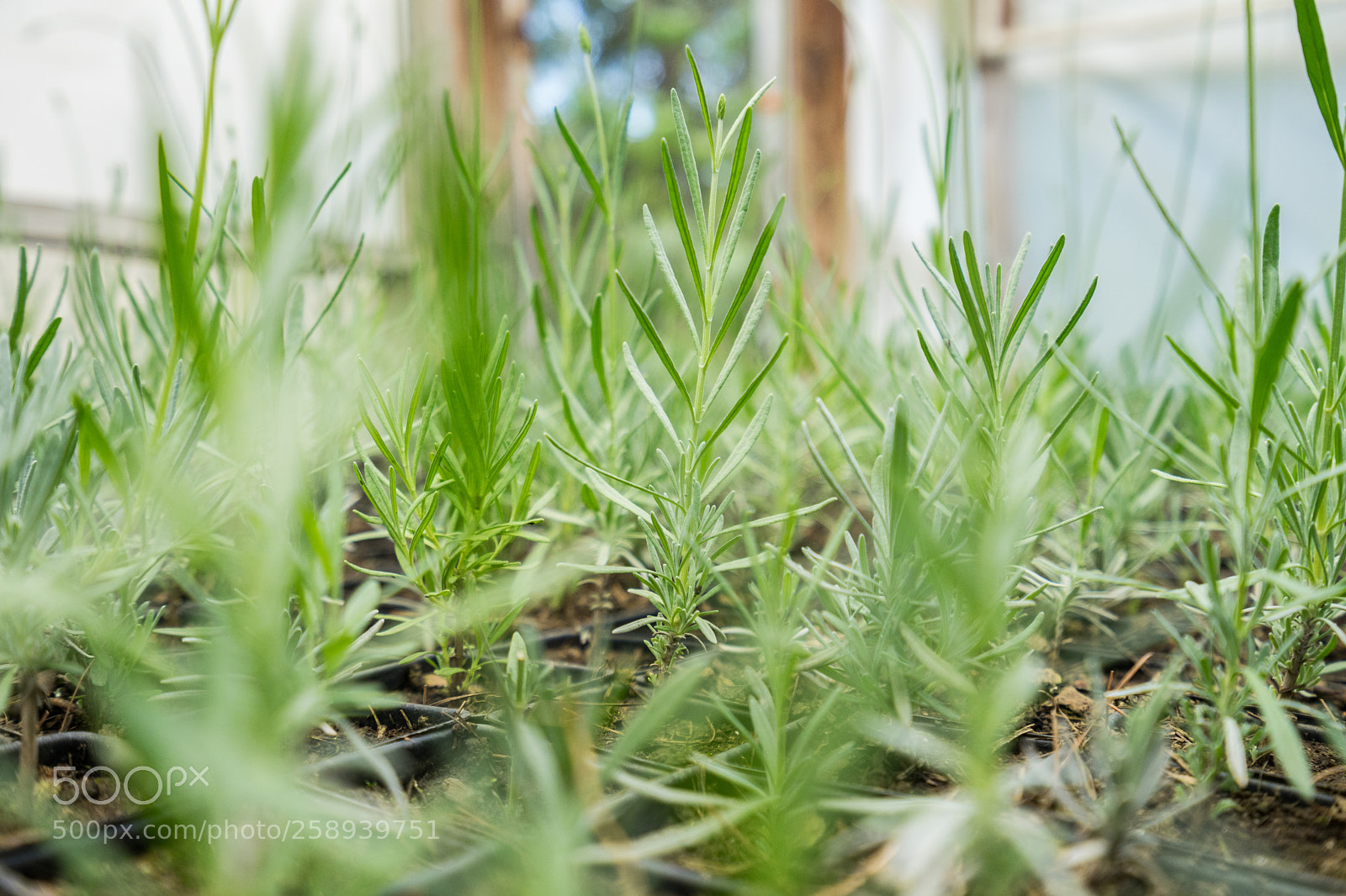 Sony a7 II sample photo. Lavenders photography