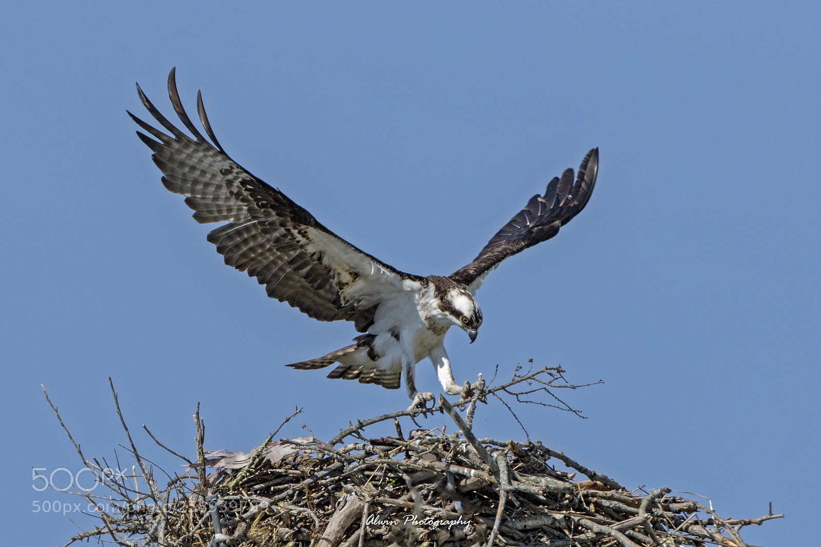 Canon EOS 7D Mark II sample photo. Osprey making a nest 02 photography