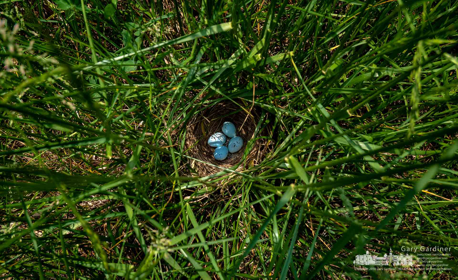 Panasonic Lumix DMC-G85 (Lumix DMC-G80) sample photo. Nesting deep in the grass photography