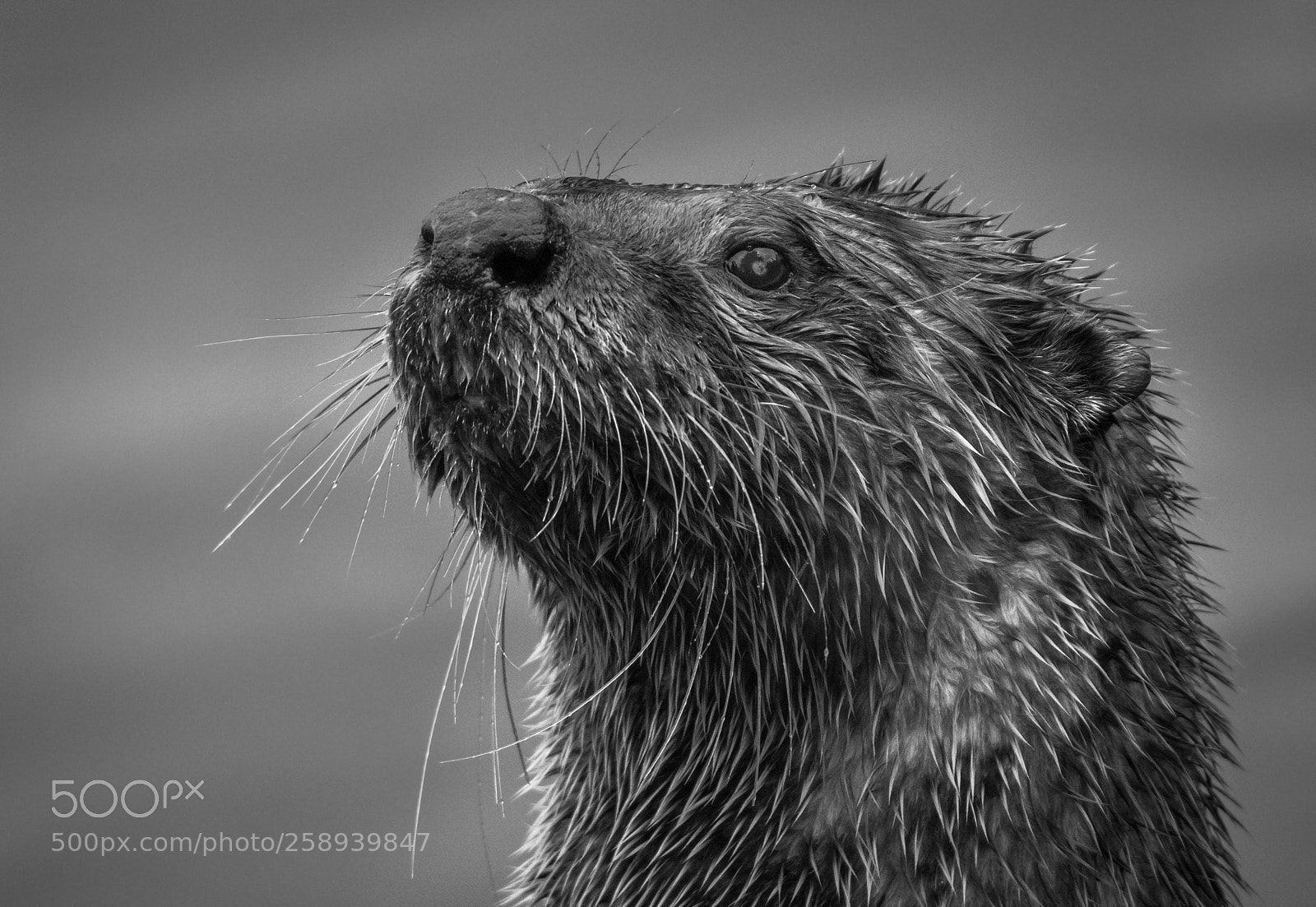 Nikon D7100 sample photo. Portrait of a river photography