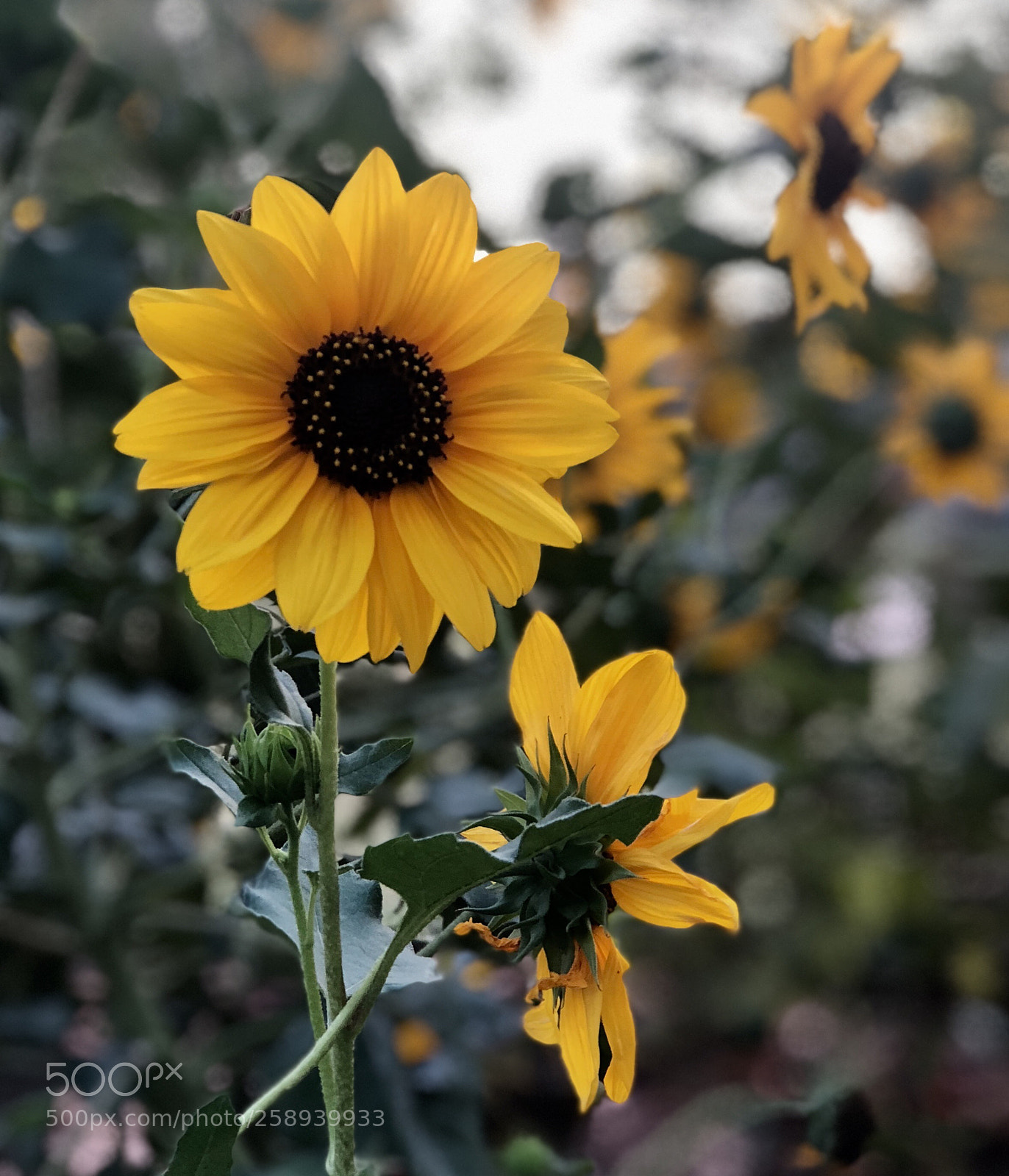 Apple iPhone 8 Plus sample photo. Sunflower  photography