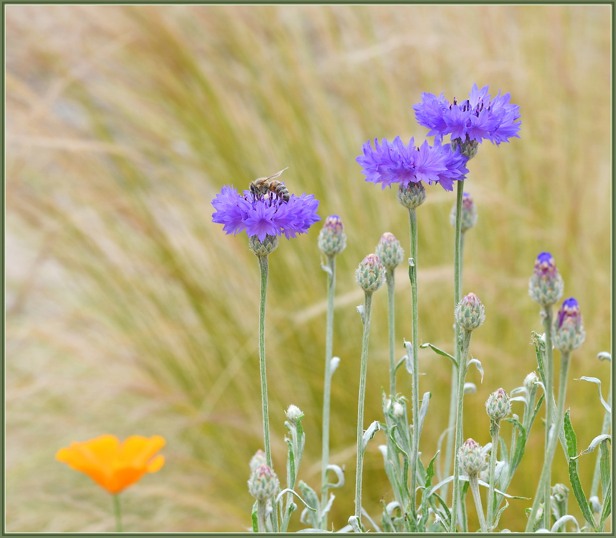 Nikon D850 + Sigma 105mm F2.8 EX DG OS HSM sample photo. Can't resist blue cornflowers photography