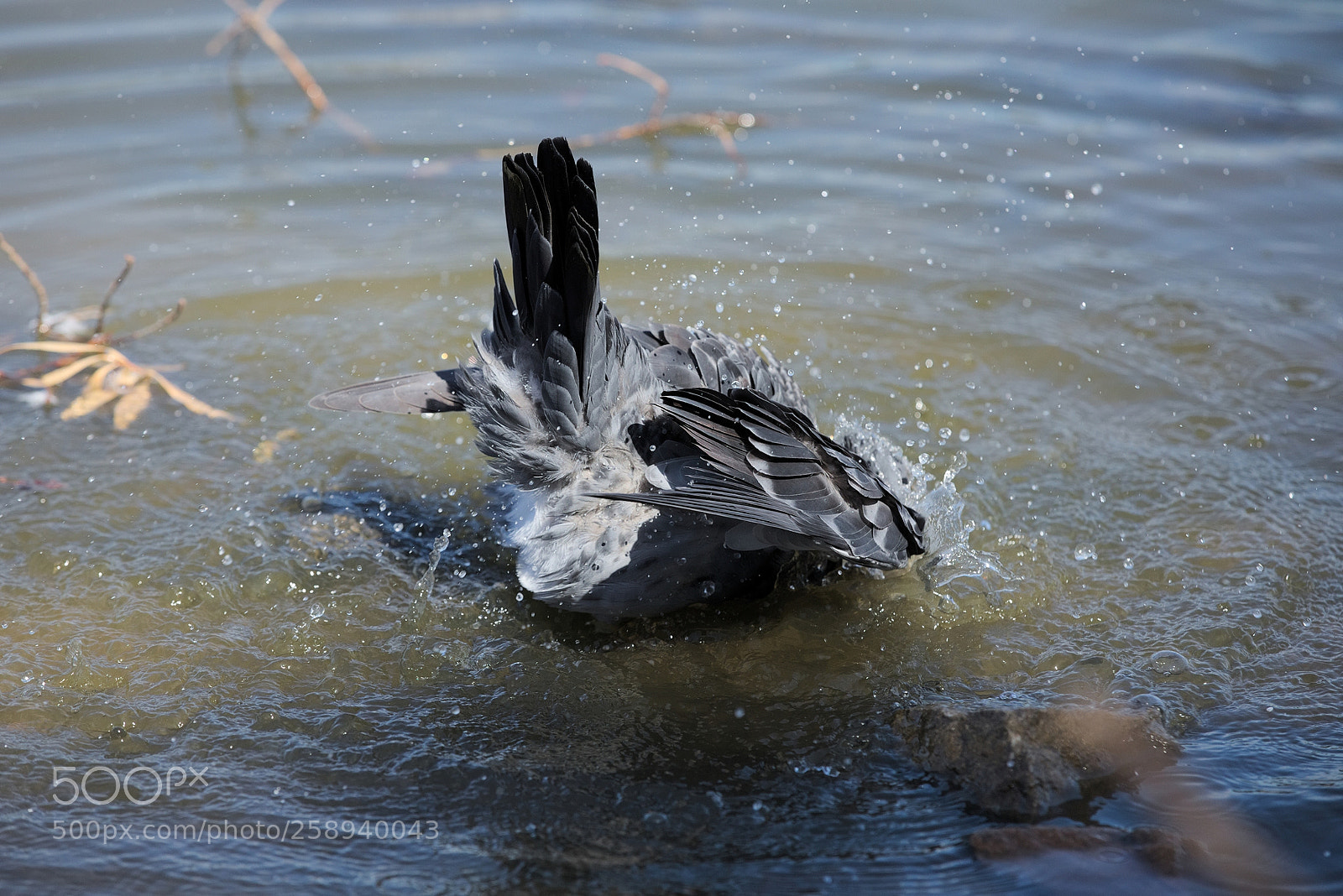 Canon EOS 5D Mark IV sample photo. Rock dove bathing photography