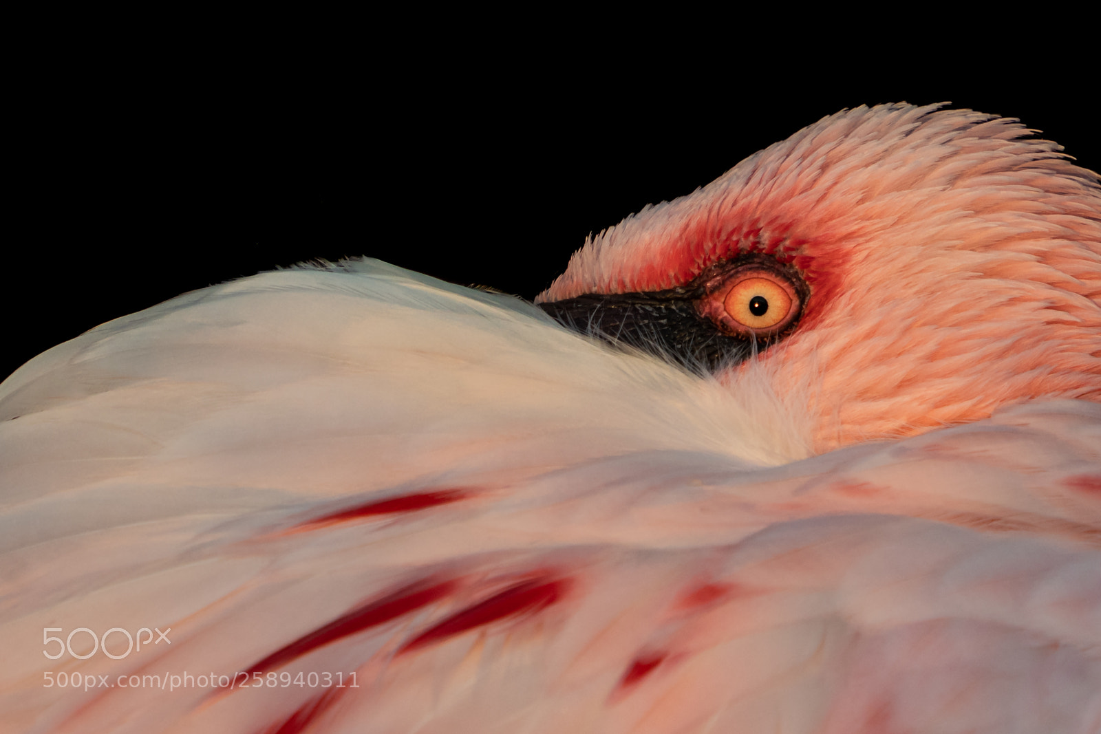 Sony a7R III sample photo. Lesser flamingo closeup photography