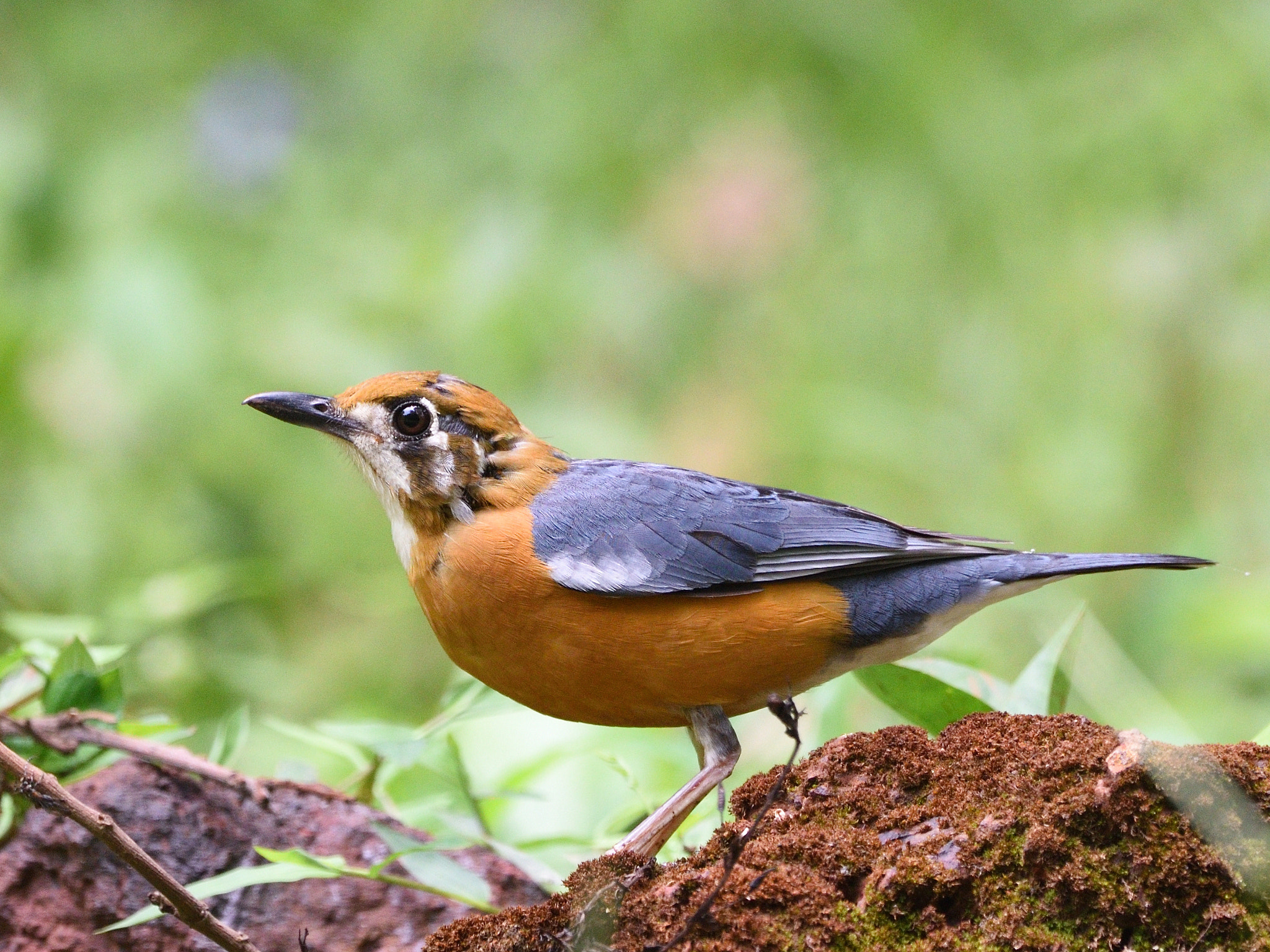 Nikon AF-S Nikkor 200-500mm F5.6E ED VR sample photo. Orange headed groynd thrush photography