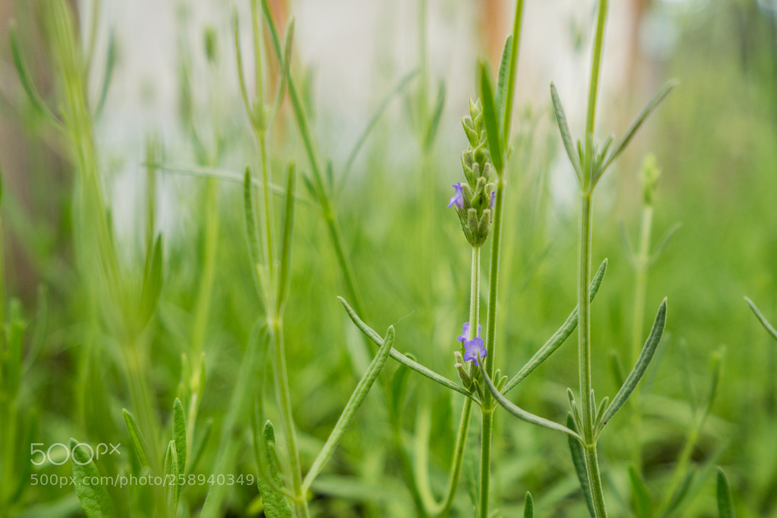 Sony a7 II sample photo. Lavender flowers photography