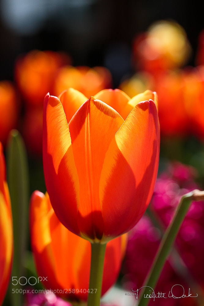 Canon EOS 6D sample photo. Light my fire photography