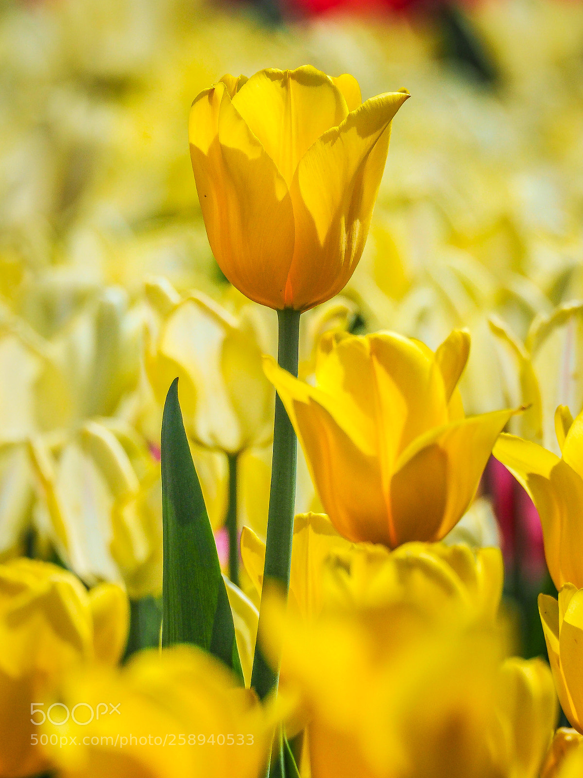 Olympus OM-D E-M5 II sample photo. Yellow photography