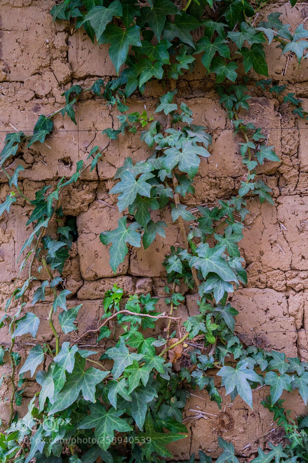 Sony a7 II sample photo. Foliage photography