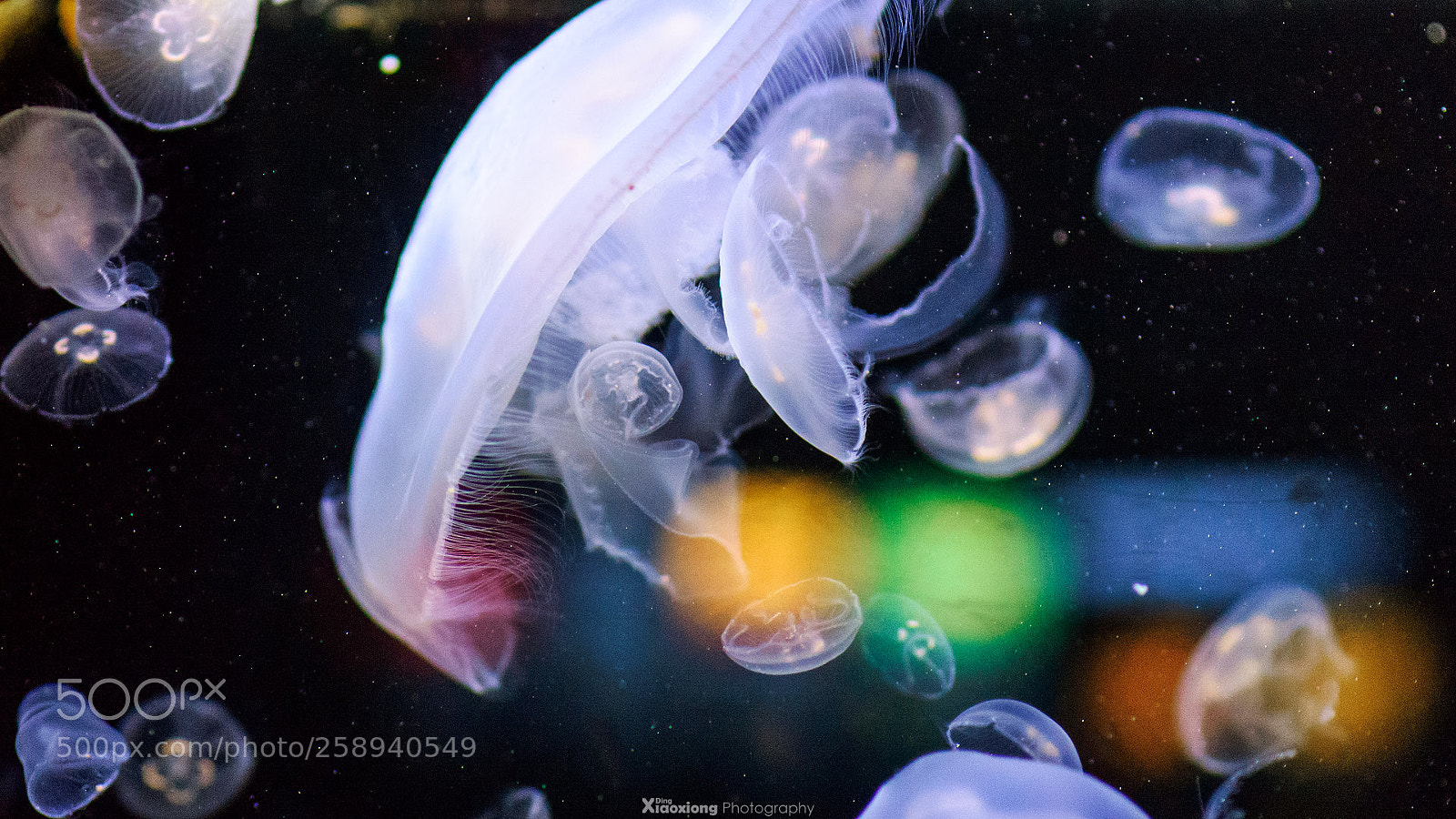 Nikon D610 sample photo. Jellyfish photography