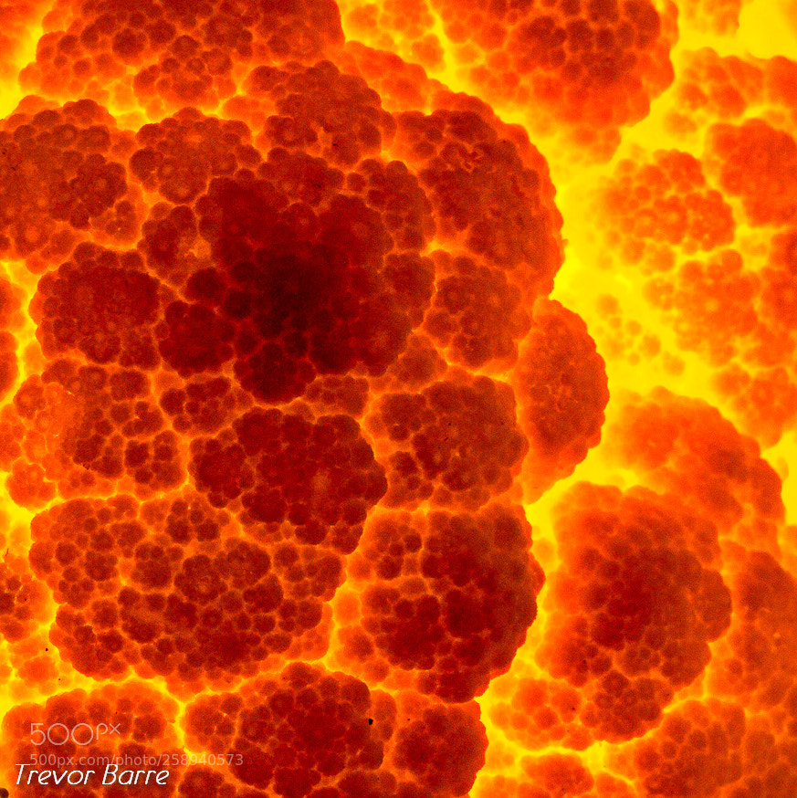 Canon EOS 650D (EOS Rebel T4i / EOS Kiss X6i) sample photo. Exploding cauli's photography