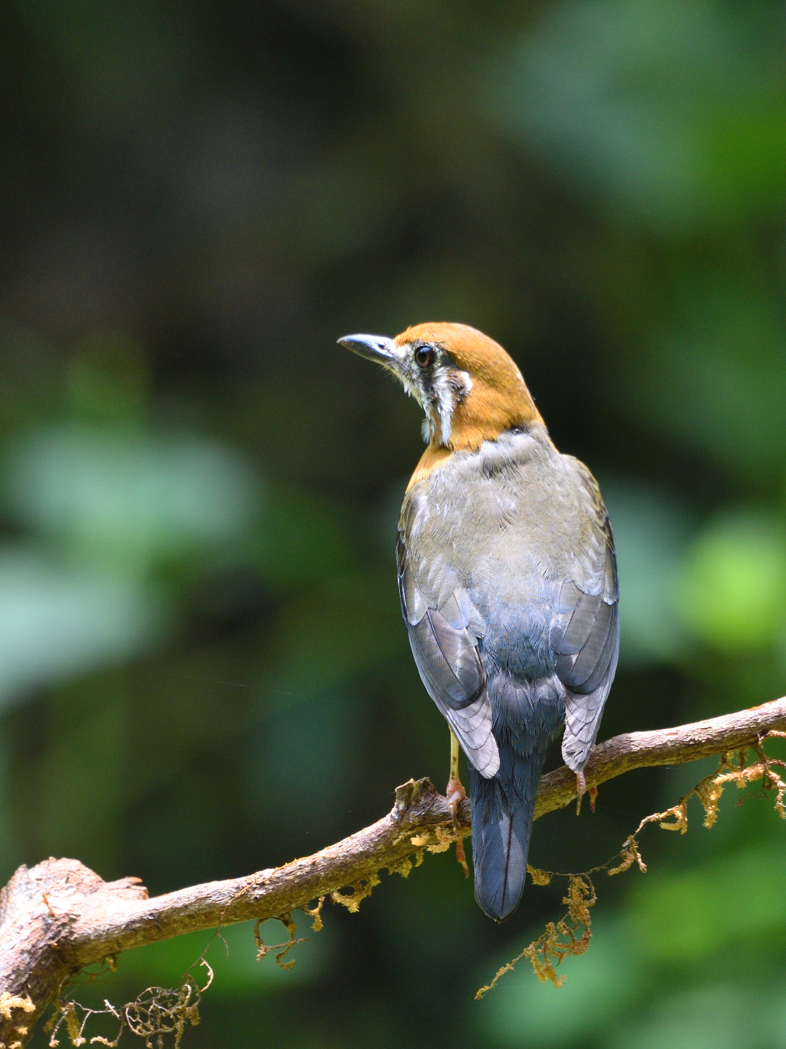 Nikon AF-S Nikkor 200-500mm F5.6E ED VR sample photo. Orange headed ground thrush photography