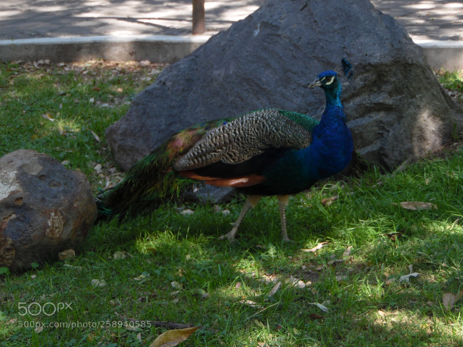 Samsung WB1100F/WB1101F/WB1102F sample photo. "extraordinario abanico" photography