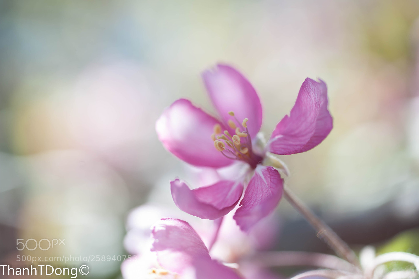 Nikon D700 sample photo. Spring is in the photography