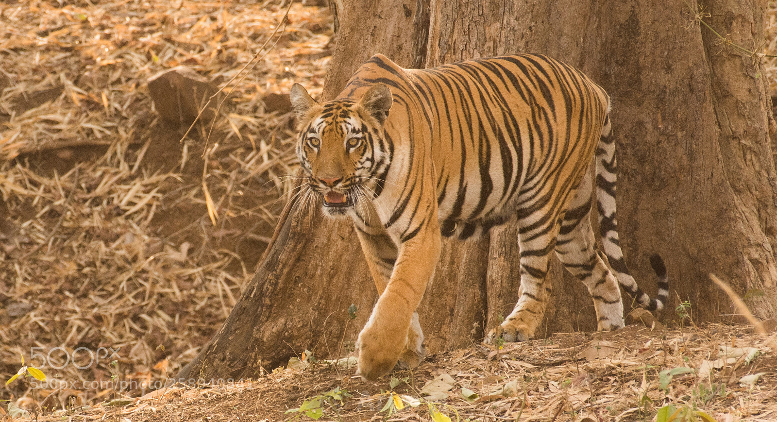 Nikon D7200 sample photo. Tigress!! photography