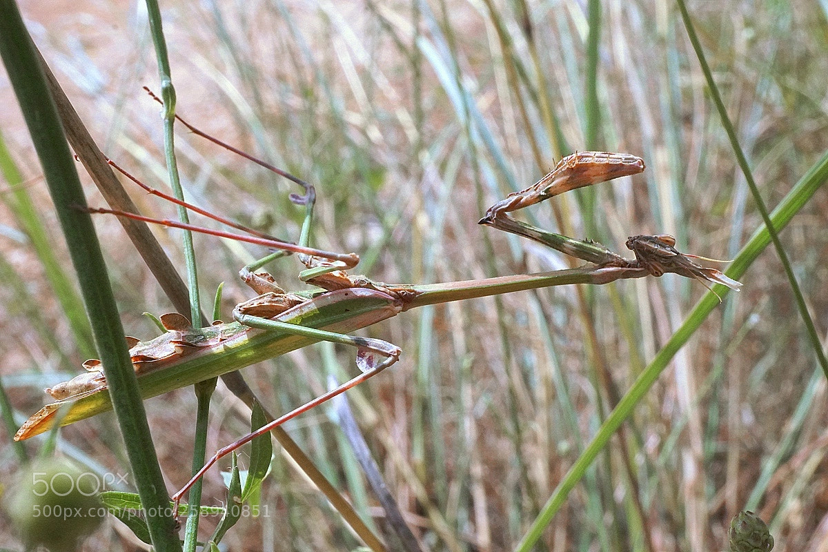 Sony a6000 sample photo. Mantodea photography