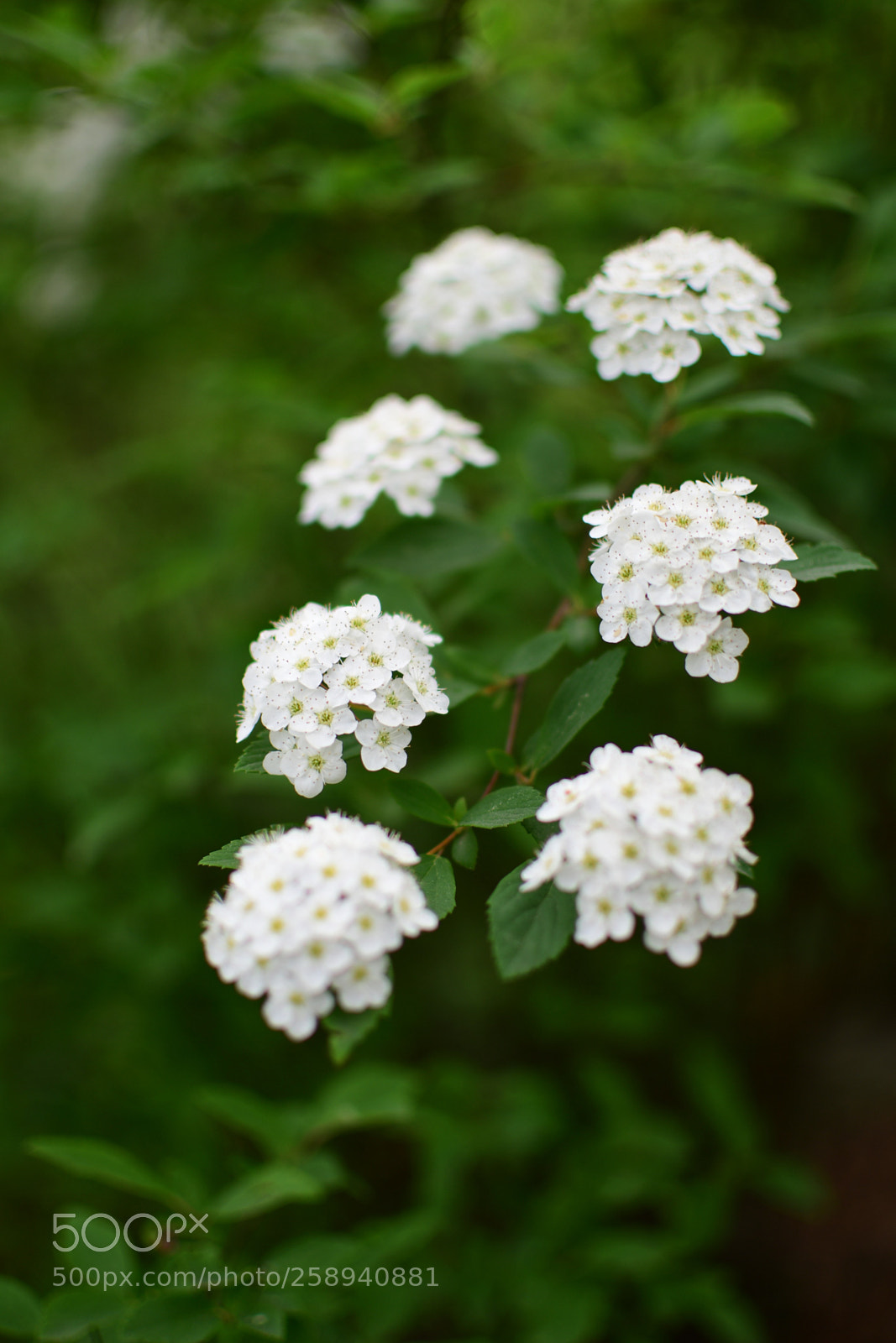 Nikon D500 sample photo. White bloom photography
