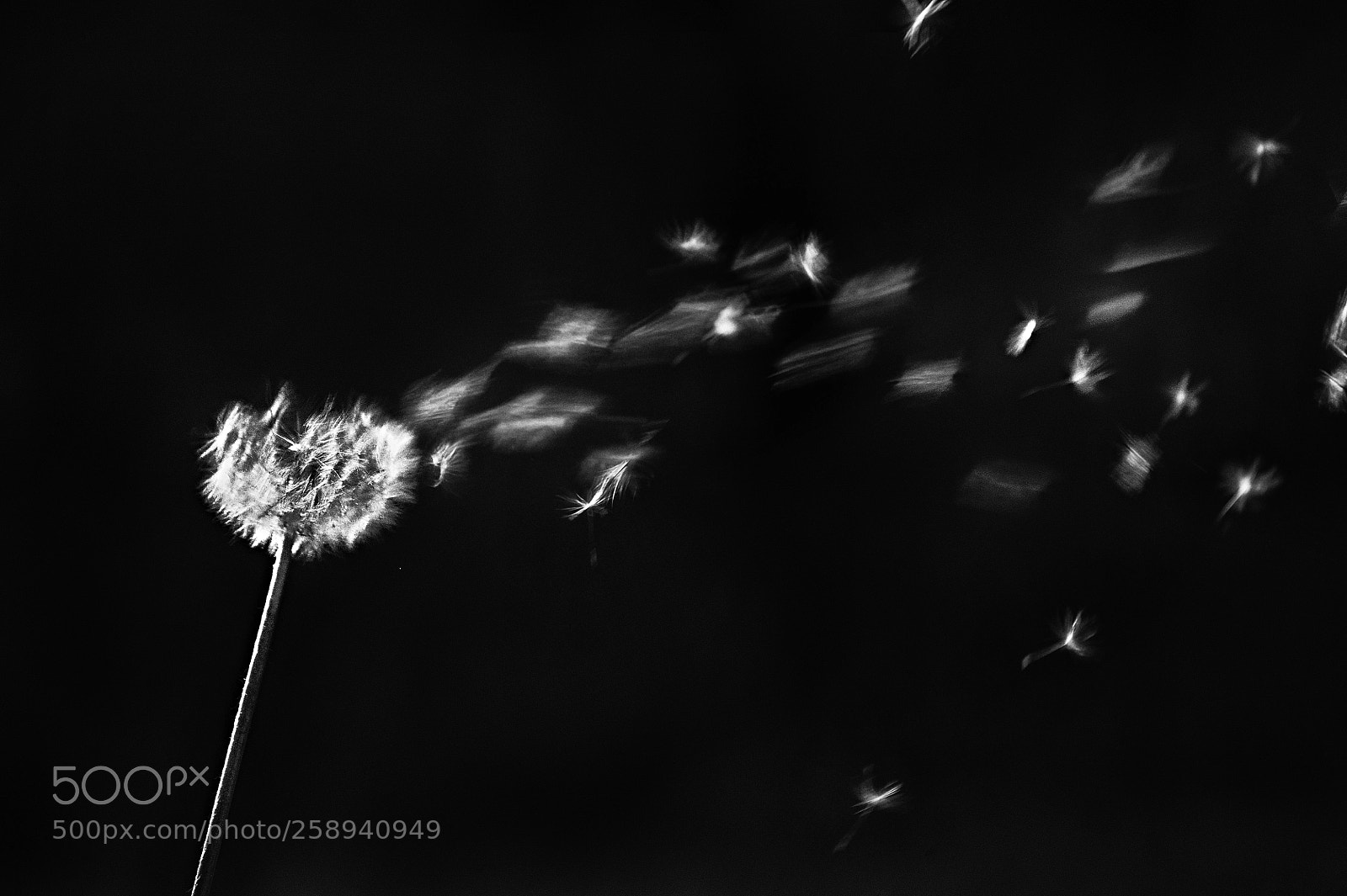 Nikon D3S sample photo. Dandelion spore, flying in photography