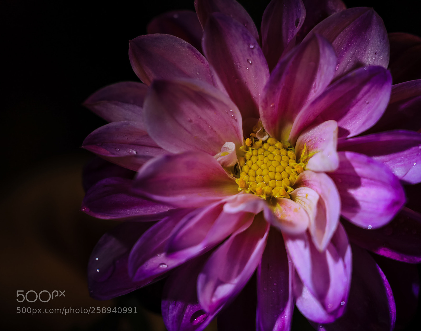 Canon EOS 5D Mark IV sample photo. Spring blossoms photography