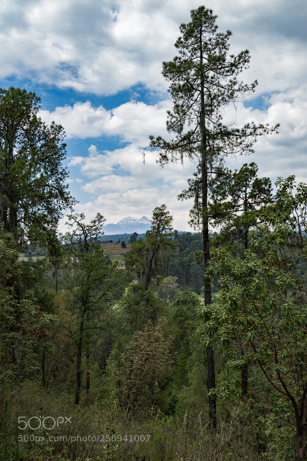 Sony a7 II sample photo. Izta and forest photography