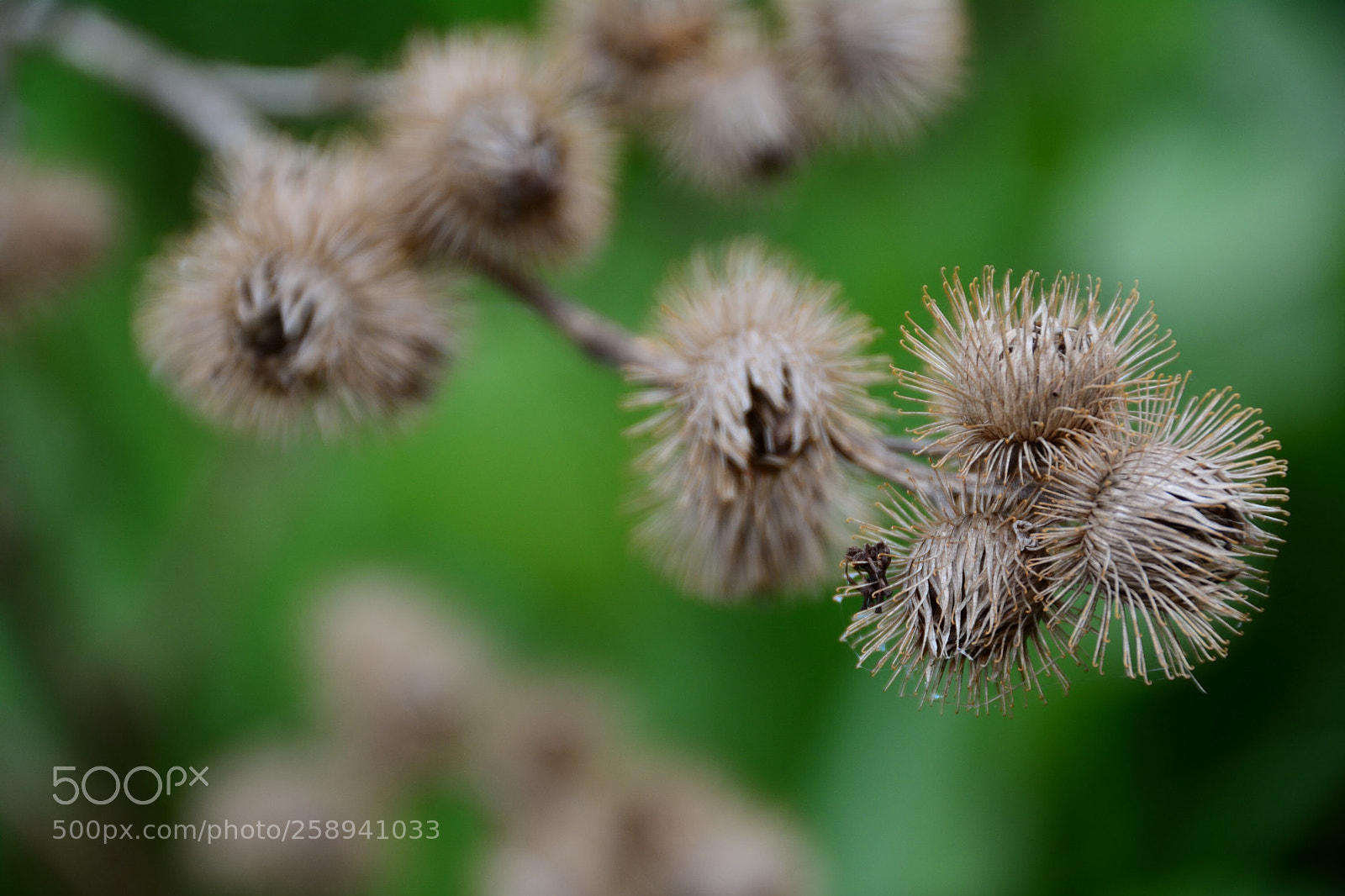 Nikon D7100 sample photo. Sticky and prickly photography